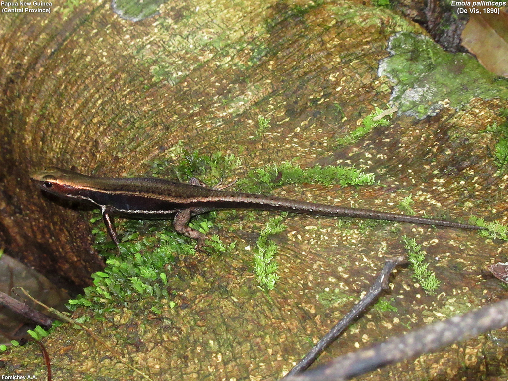 De Vis' Skink
