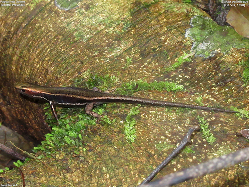 De Vis' Skink