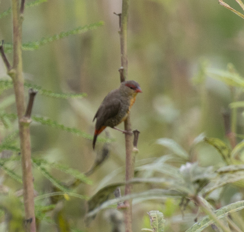 Orange-breasted Waxbill (Amandava subflava), photo 1