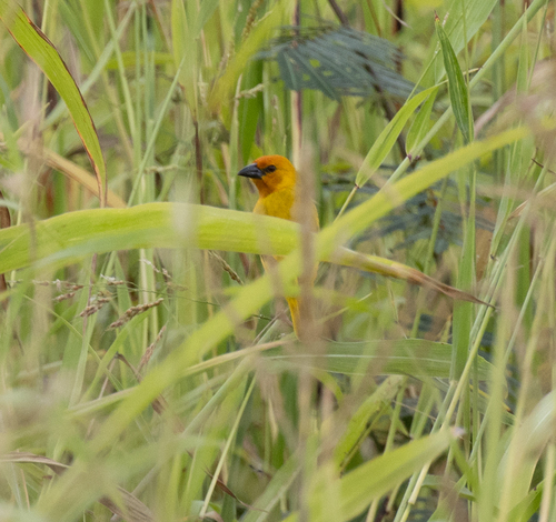 Ruvu Weaver (Ploceus holoxanthus), photo 2