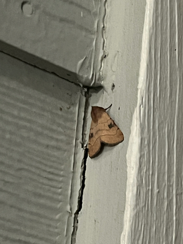 Bent-lined Dart