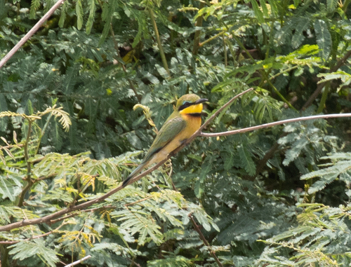 Little Bee-eater