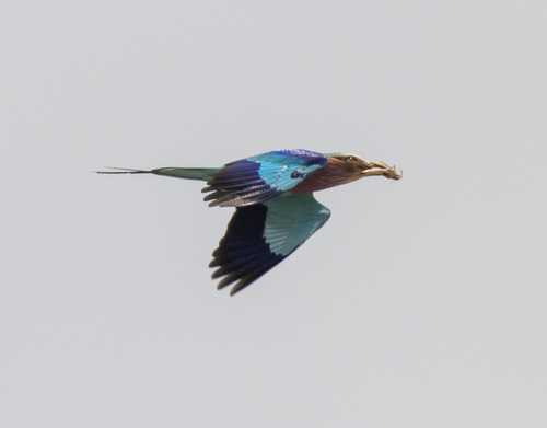 Lilac-breasted Roller