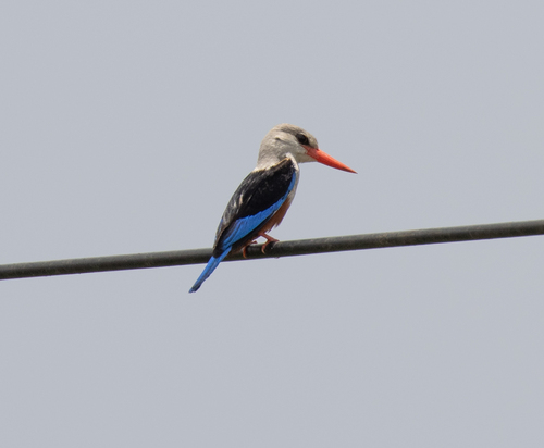 Gray-headed Kingfisher