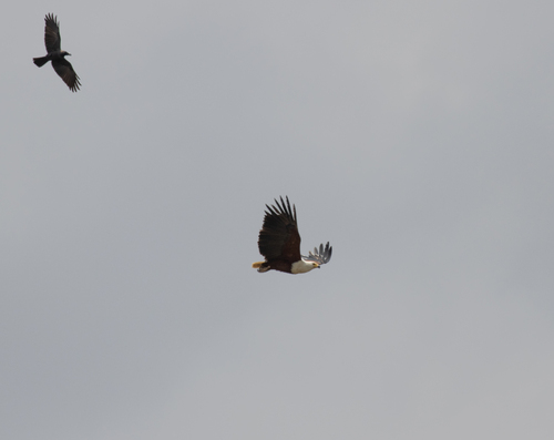 African Fish-Eagle