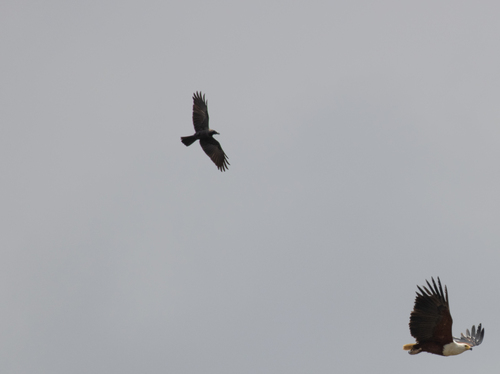 House Crow