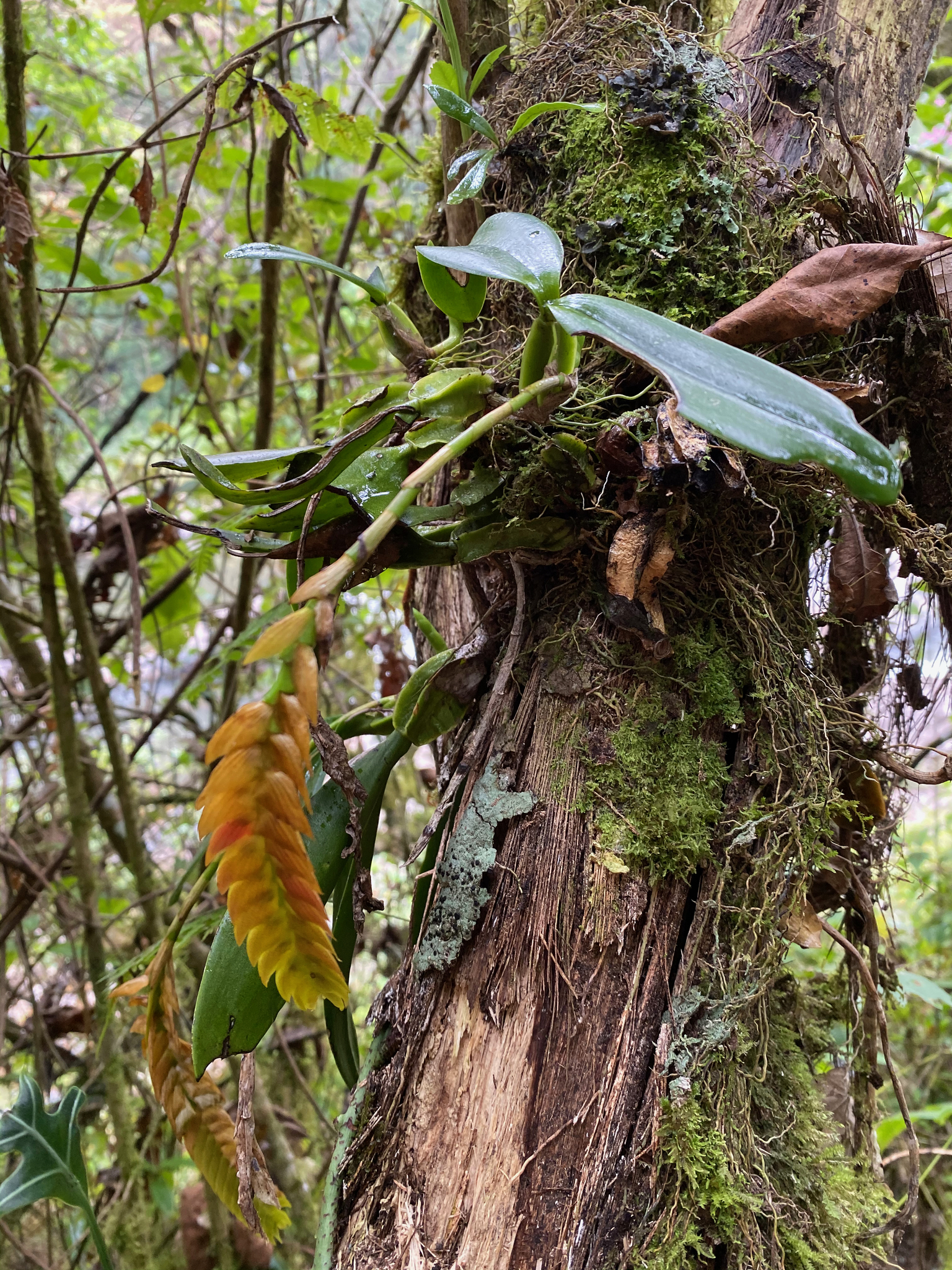 Imagem de Bulbophyllum oculto