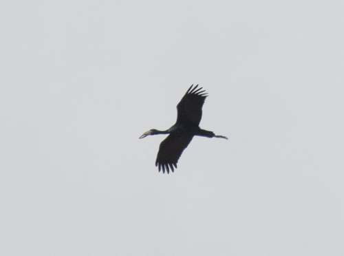 African Openbill