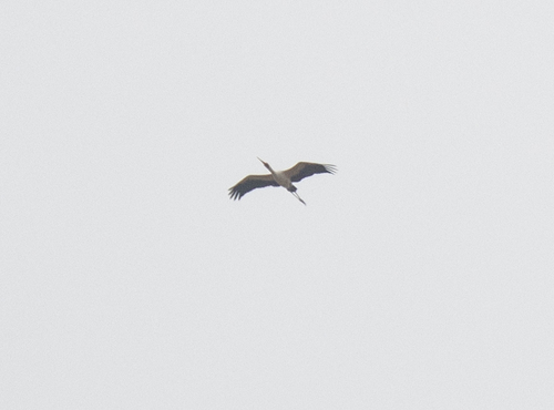 Yellow-billed Stork