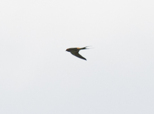 Lesser Striped Swallow