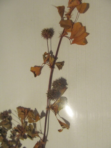 Sphere medick (Medicago sphaerocarpos)
