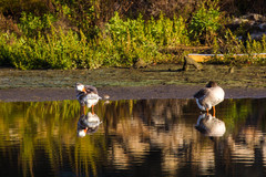 Anser anser domesticus