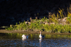 Anser anser domesticus