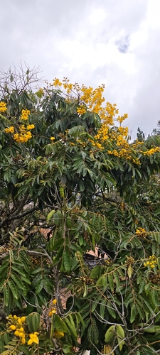 Senna viarum, photograph 3