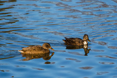 Anas platyrhynchos domesticus