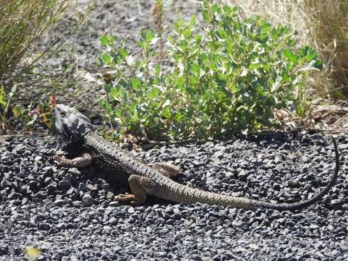 Eastern Bearded Dragon