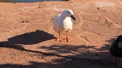 Anas platyrhynchos domesticus