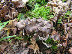 Craterellus sinuosus