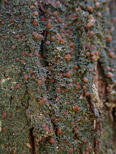 Parmeliella thysanota