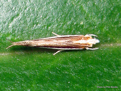 Erechthias chionodira