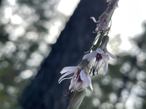 slender rattlesnake root (Nabalus autumnalis)