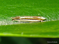 Erechthias chionodira