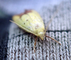 Gymnobathra flavidella