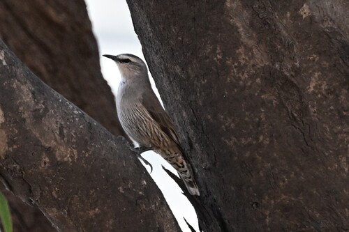 Brown Treecreeper