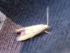 Gymnobathra flavidella