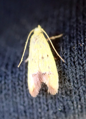 Gymnobathra flavidella