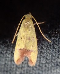 Gymnobathra flavidella