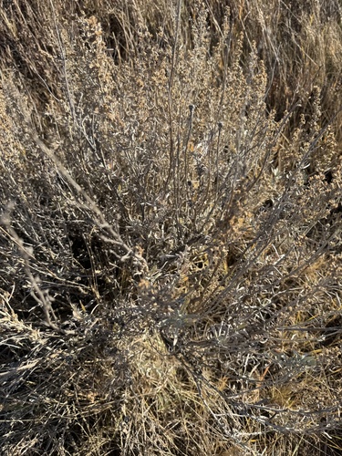 Silver Sagebrush