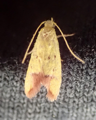 Gymnobathra flavidella