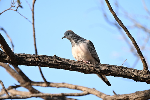 Peaceful Dove