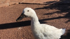 Anas platyrhynchos domesticus