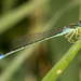 Rainbow Bluet - Photo (c) Jim Johnson, some rights reserved (CC BY-NC-ND), uploaded by Jim Johnson