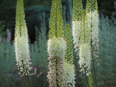 Eremurus