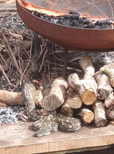 Coastal Carpet Python sighting