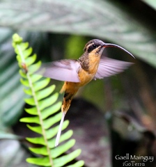 Phaethornis syrmatophorus