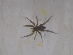Liocranum rupicola