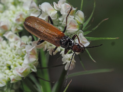 Rhagonycha nigritarsis
