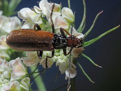 Rhagonycha nigritarsis