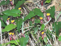 Aristolochia sempervirens