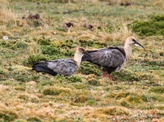 Theristicus branickii