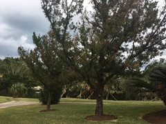Juniperus bermudiana