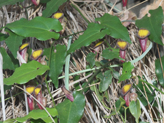 Aristolochia sempervirens