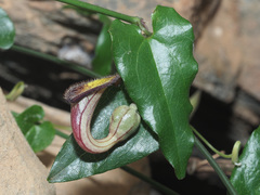 Aristolochia sempervirens