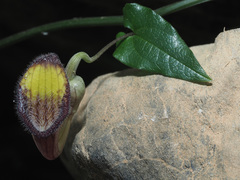 Aristolochia sempervirens