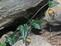 Aristolochia sempervirens