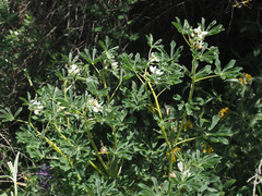 Lupinus albus